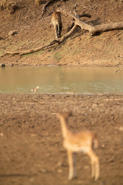 Prey and predator in one frame Tadoba Andhari Tiger Reserve, India
