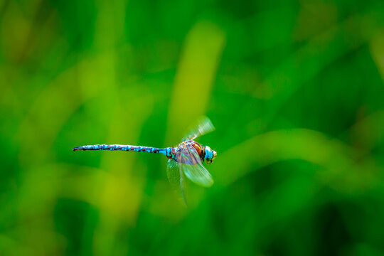 Blue Dragonfly Hovering