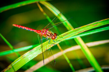red dragonfly