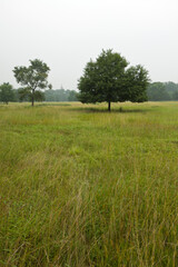 lawn and trees in a park, north china