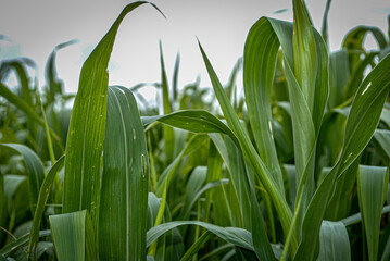 green grass in the wind