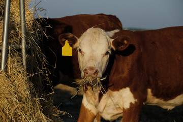 Hereford calf eating hay close up with mouth full of food on farm.