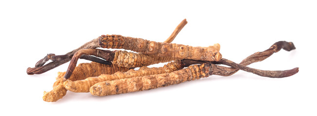 Cordyceps isolated on white background
