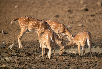 Naklejka na ściany i meble Cheetal deers drinking water in Tadoba Andhari Tiger Reserve, India