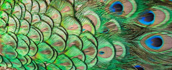 Obraz premium Patterns and colors of peacock feathers