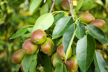 Ripe pears on tree branch in garden