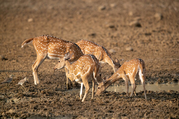 Cheetal deers drinking water in Tadoba Andhari Tiger Reserve, India