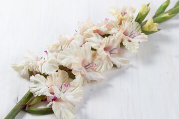Soft cream with pink beautiful  gladiolus flowers on white wooden background