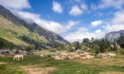 Fototapeta na wymiar The Bearnaise French cow breed of domestic beef cattle on the pasture in high Pyrenees mountain landscape in France
