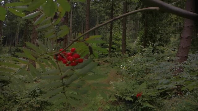 Wald und Wasser