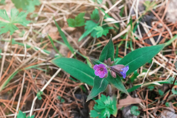Blooming lungwort on blurred background in spring