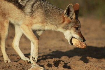 Black Backed Jackal(Canis mesomelas), Skeleton Coast, Namibia. 