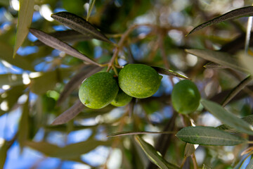 Green olives on the branches among the leaves