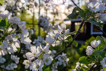 Apple tree blossom.