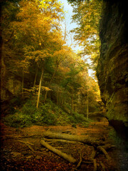 Autumn in the ravine in IL