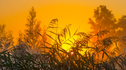 The edge of a misty lake at sunrise in an early bright summer morning with a colorful sky in sunlight, Almere, Flevoland, The Netherlands, September 2, 2020