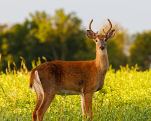 Young White-tailed Buck (Odocoileus virginianus) in the process of molting during late summer with velvet antlers in morning sun. Selective focus, background and foreground blur
