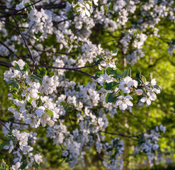 Apple tree blossom.