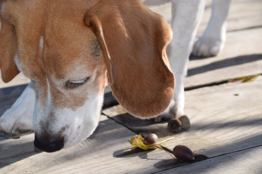 Mascota, perro, olisqueando bellota en otoño