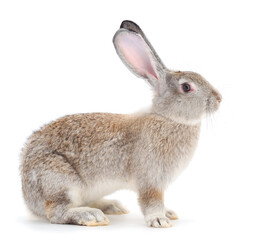 Gray rabbit isolated.
