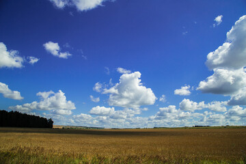 Landscape with golden wheat and blue sky