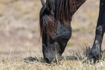 Wild Horse in Spring in the Utah Desert