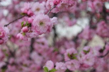 Naklejka premium pink cherry blossom