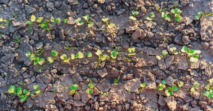 young small seedling growing from ground on garden bed under spring sunlight
