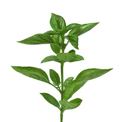 green basil twig on white background