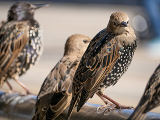 Birds in the city. Starlings. Cheeky birds. a gang of birds on the streets of the city. beautiful bird. siesta. dirt from birds