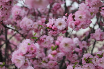Naklejka premium pink cherry blossom