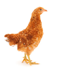 Brown hen isolated.