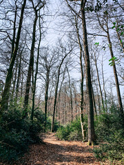 Ein ruhiger Waldweg