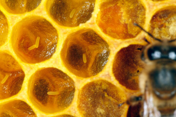 Eine Wabe mit offenen Brutzellen wird von Arbeitsbienen gepflegt. Thueringen, Deutschland, Europa