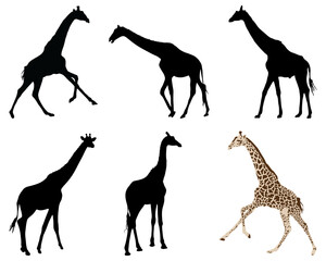 Black silhouettes of giraffes  on a white background