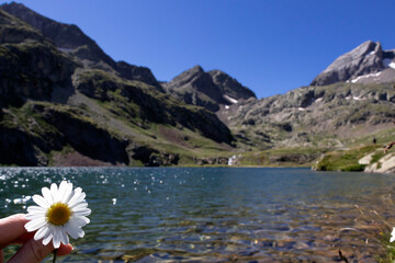 Fototapeta na wymiar Flowers and idyllic mountain glacial lake water mirror surrounded by mountain landscape of French Pyrenees, France