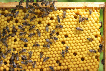Drohnen, Drohnenwabe, Bienen, Honigbienen,  Apis mellifera L., Thueringen, Deutschland, Europa