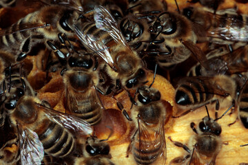 Bienen, Honigbienen, Bienenbrut, Bienenwaben, Apis, Apis mellifera, Thueringen, Deutschland, Europa
