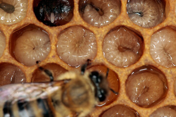 Bienen, Honigbienen, Bienenbrut, Bienenwaben, Apis, Apis mellifera, Thueringen, Deutschland, Europa