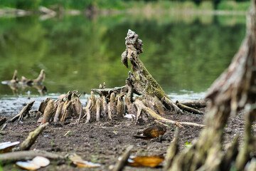 Wurzeln am See