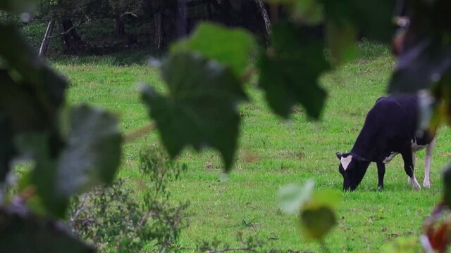 Vaca pastando na grama verde
