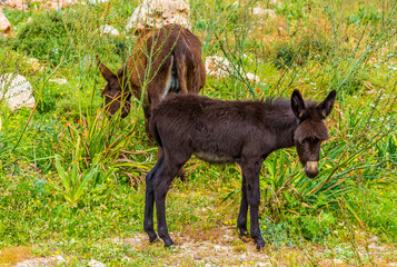 Wild Karpass donkeys roam freely on the Karpass Peninsula, Northern Cyprus
