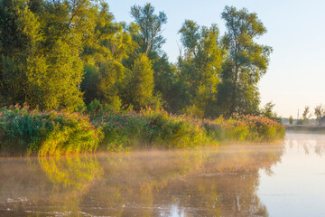 The edge of a misty lake at sunrise in an early bright summer morning with a colorful sky in sunlight, Almere, Flevoland, The Netherlands, September 2, 2020
