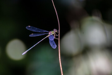 libellule sur branche