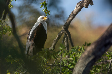 African fish eagle in Kruger National park, South Africa ; Specie Haliaeetus vocifer family of Accipitridae