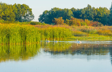 The edge of a misty lake at sunrise in an early bright summer morning with a colorful sky in sunlight, Almere, Flevoland, The Netherlands, September 2, 2020