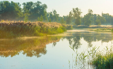 The edge of a misty lake at sunrise in an early bright summer morning with a colorful sky in sunlight, Almere, Flevoland, The Netherlands, September 2, 2020