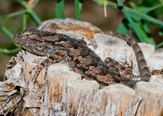 Clark's Spiny Lizard (Sceloporus clarkii)...Hard Day at the Office