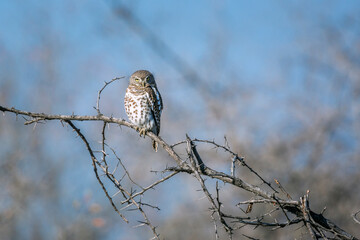 African barred owlet in day time isolated in natural background in Kruger National park, South Africa ; Specie Glaucidium capense family of Strigidae