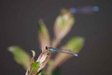 libellule sur branche